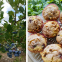 Orange Blueberry Muffins