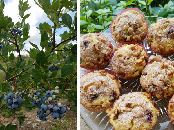 Orange Blueberry Muffins